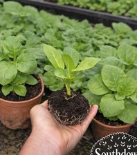 Tobacco Plug Plants x3 AMBER