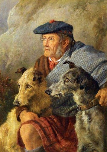 Deerhound lurcher dog - deerhound,