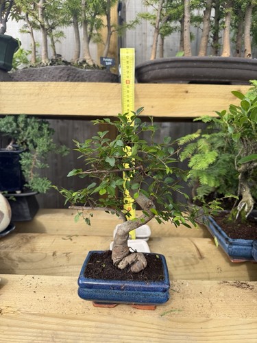 Chinese elm bonsai - elm, ulmus