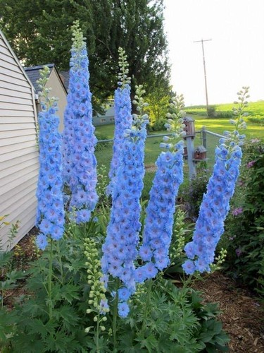 Delphinium sky blue - delphinium,