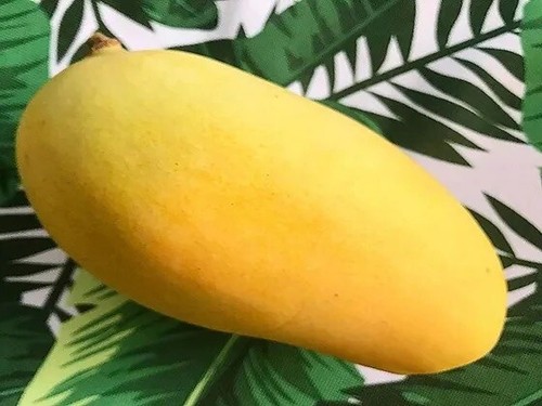 Orange sherbet mango tree - orange,