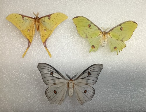 Moth crafting bundle - bundle,, a2/b