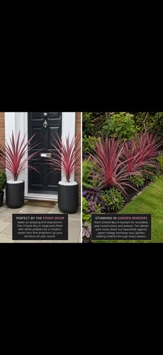 Cordyline charlie boy - cordyline, ‘charlie