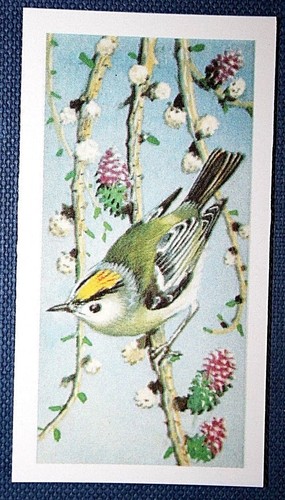 Goldcrest vintage - goldcrest,