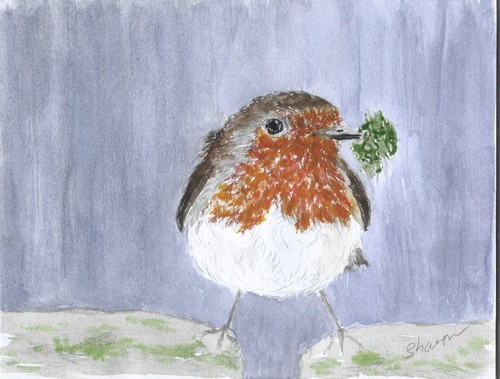 Robin watercolour painting - watercolour,
