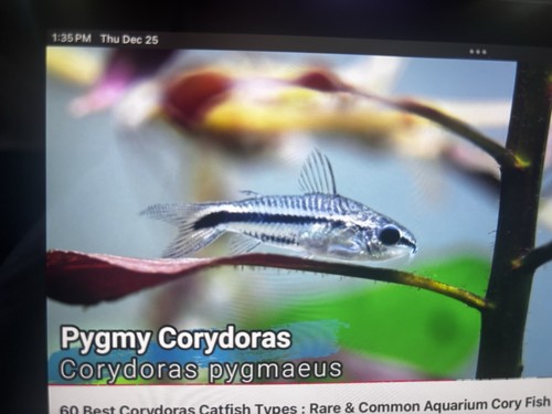 Corydora pygmy - corydora, x5