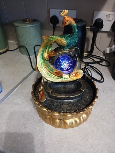 Large peacock indoor - peacock, water
