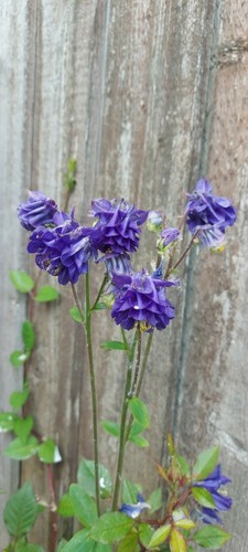 Aquilegia seeds double - aquilegia, 25