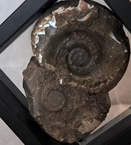 Ammonite hildoceras fossil - ammonite, in