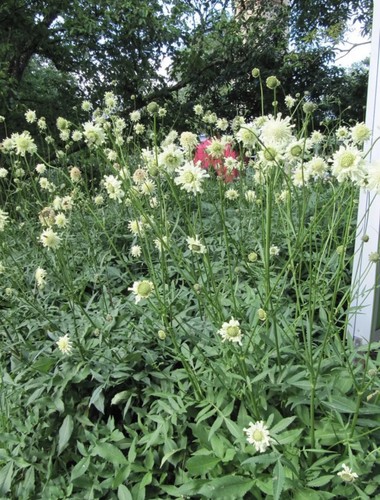 Cephalaria gigantea plant - cephalaria,