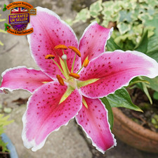 12 X Oriental Lily Stargazer