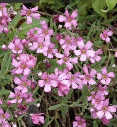 Gypsophila rosea plug - gypsophila,