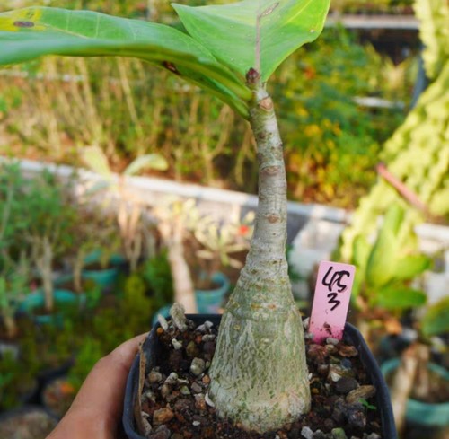 Sale rare cacti adenium - rare,