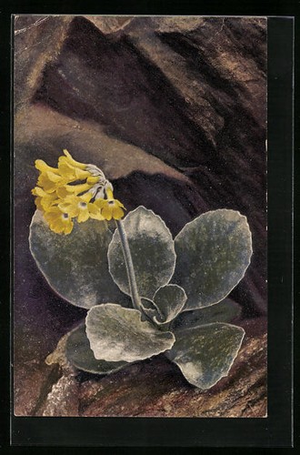 Artist postcard photochromy - artist,