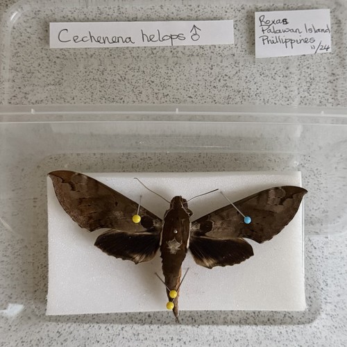 Entomology cechenena helops - entomology,
