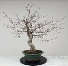 Acer palmatum ‘Katsura’