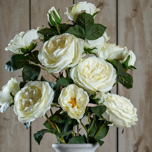 White charity rose single stem - charity,