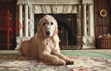 Picture Postcard:;Dog, Irish Wolfhound