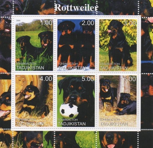 Rottweiler dog canine animal - rottweiler,