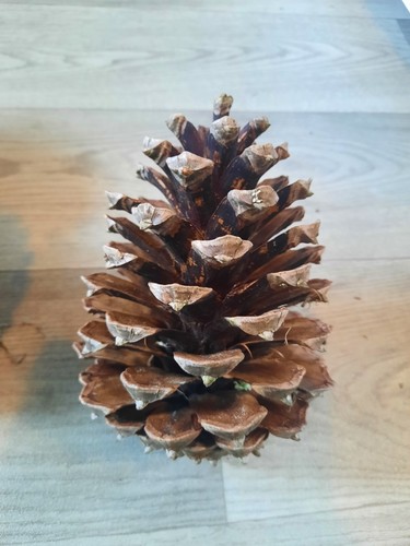 Extra large pine cone natural - extra,