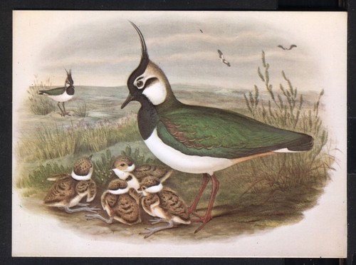 Modern postcard lapwing by - modern,