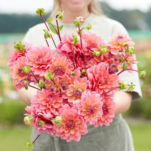 Dahlia tuber great - dahlia,