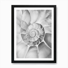 Nautilus Shell 3 Art Print