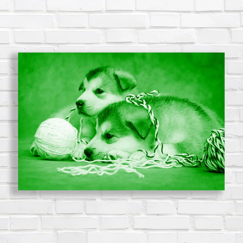 Cute malamute puppies - cute, rest