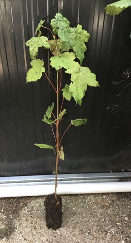 Sycamore tree acer - sycamore,