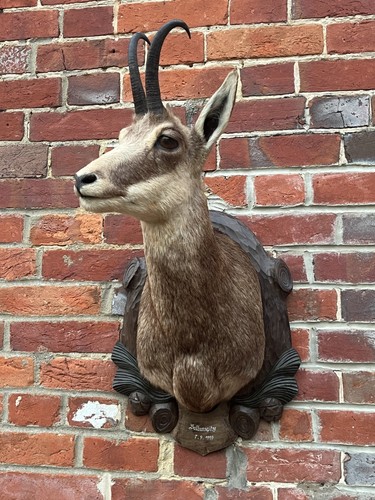Nice real large alpine chamois - alpine,