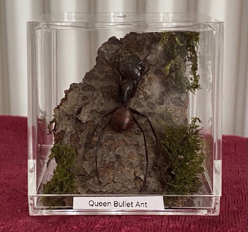 Queen bullet ant taxidermy - queen, in