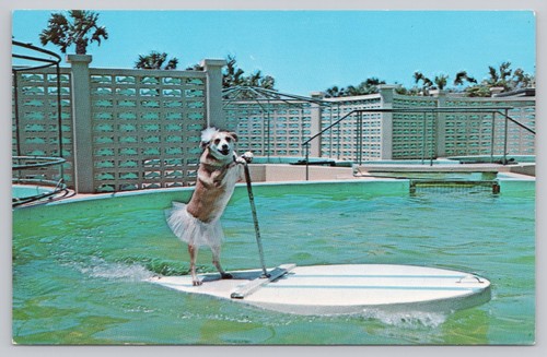 Fifi marineland florida dog - fifi,
