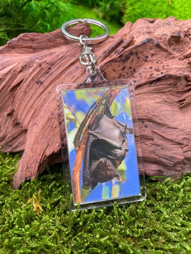 Bat microchiroptera flying - bat, fox