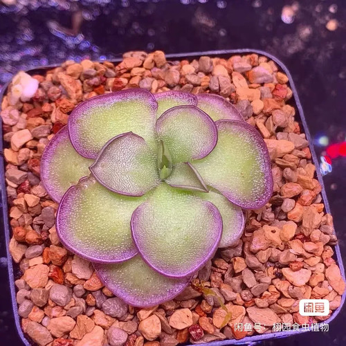 Pre sale pinguicula sch - pre-sale,