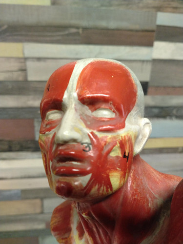 Vintage anatomical human - anatomical,