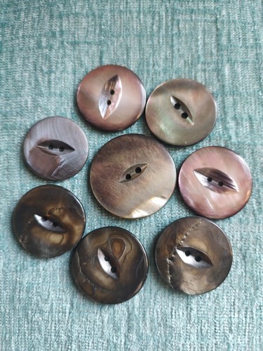 Smoky abolone shell - smoky,