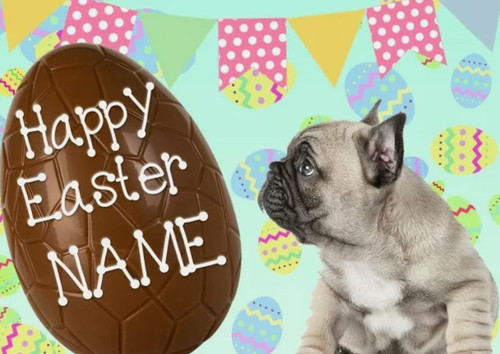 French bulldog pup happy - french,