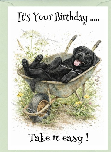 Labrador retriever black dog - retriever,