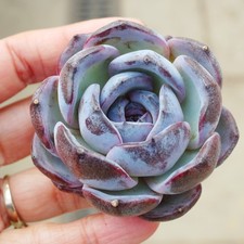 Echeveria Dark Opal 6cm Plant