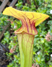 Sarracenia Flava v Rubricorpa “Wavy Hood” x Flava “Goldie”  carnivorous plant