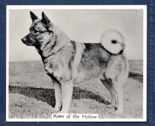 Elkhound original champion - elkhound-,