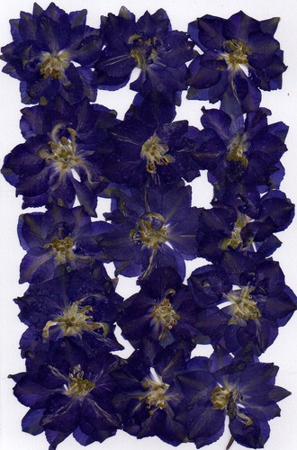 Real pressed flowers purple - flowers,