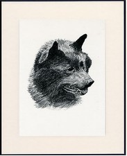 SCHIPPERKE OLD 1935 DOG HEAD STUDY PRINT BY C FRANCIS WARDLE MOUNTED