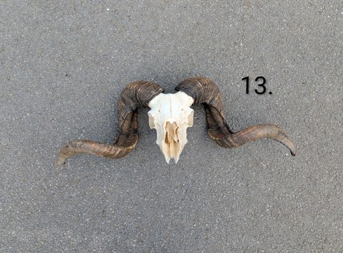 Ram skull bones - bones,, animal