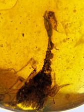 A101 bu3280 partial scorpion - bu3280,