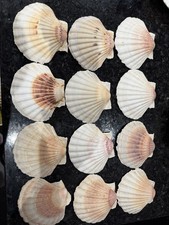 Natural Scallop Sea Shells 12