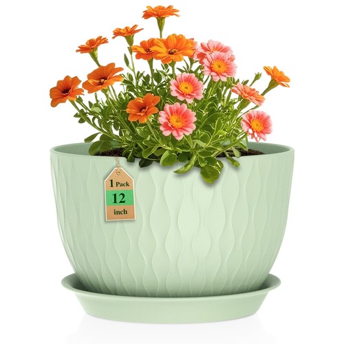 Wsmksz inch large - large, plant