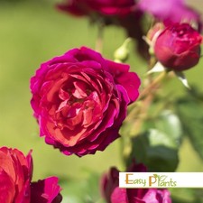 FRAGRANT CLIMBING / BUSH ROSE