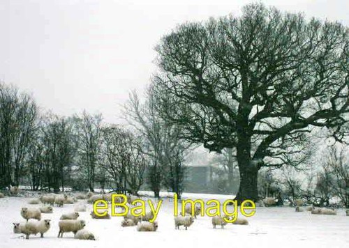 Photo 6x4 sheep and early - sheep,
