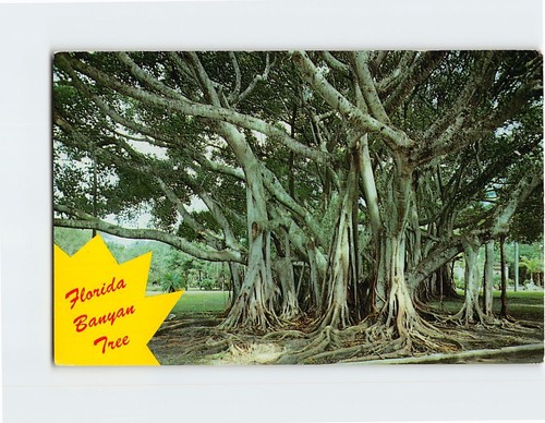 Postcard banyan tree florida - banyan,